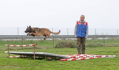 Genç Belçikalı çoban köpeği doğada güvenlik eğitimi alıyor.