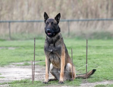 young belgian shepherd training in the nature for security clipart