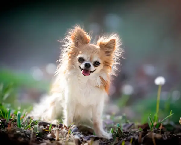 Chihuahua Posando Naturaleza Verano — Foto de Stock