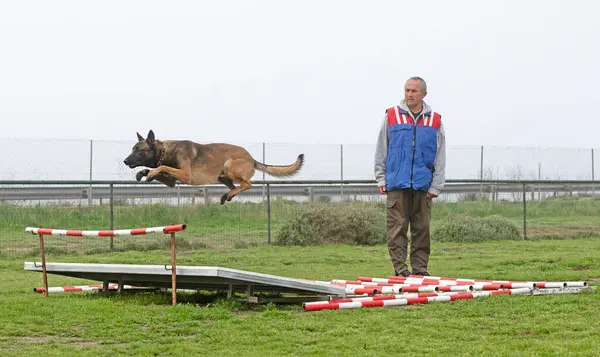 若いベルギー人羊飼いの安全保障のための訓練 — ストック写真