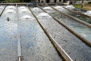 Balıkçılık doğanın arka planında