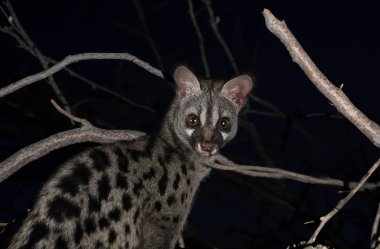 Common genet in front of black background clipart