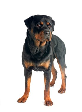 Beyaz arkaplan önünde safkan rottweiler