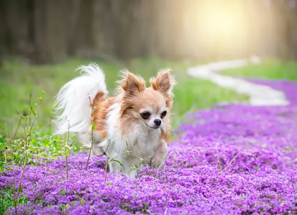 Chihuahua Caminando Libre Naturaleza — Foto de Stock