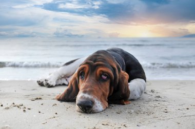Basset köpeği yazın sahilde kalıyor.