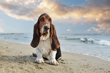 Basset köpeği yazın sahilde kalıyor.