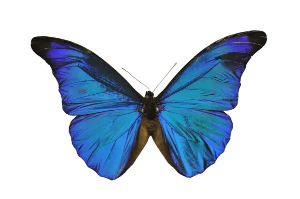 Butterfly Species Morpho Godarti Assarpai Studio — Stock Photo, Image
