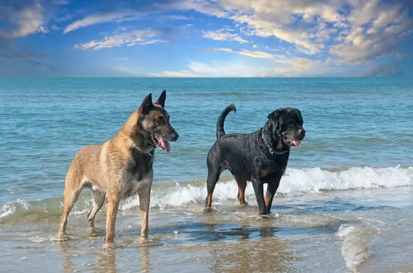 Νεαρός Rottweiler Και Malinois Στην Παραλία Εικόνα Αρχείου