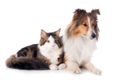 safkan bir shetland portresi beyaz arka plan önünde köpek ve maine coon kedi