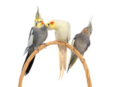 Beyaz arka plan önünde oynayan üç petsupplies