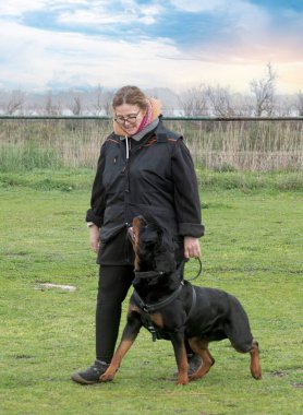 Bir Rottweiler ile itaat disiplini için köpek eğitimi.