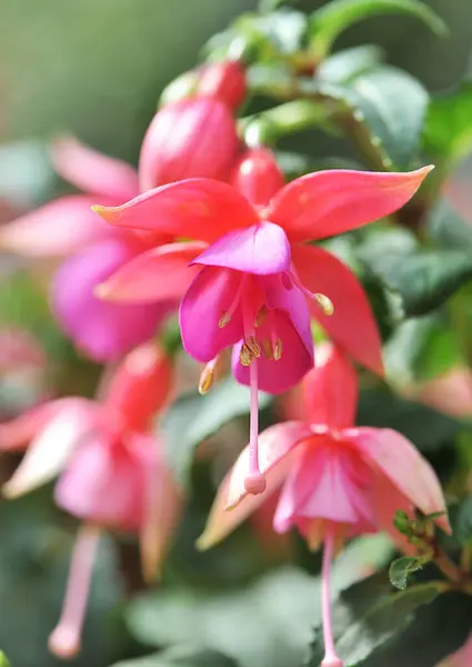 Picture Pink Flower Fuchsia Garden Center — Stock Photo, Image