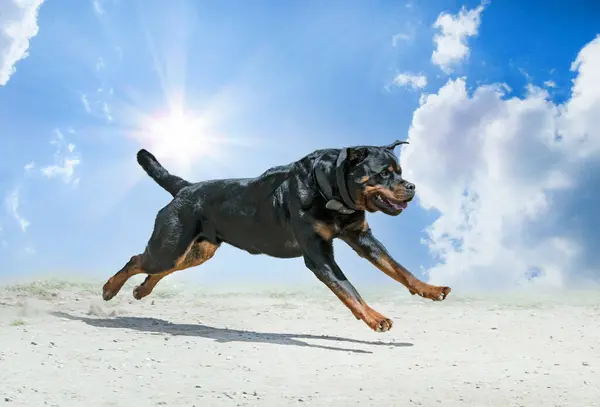 young rottweiler training for protection sport and police