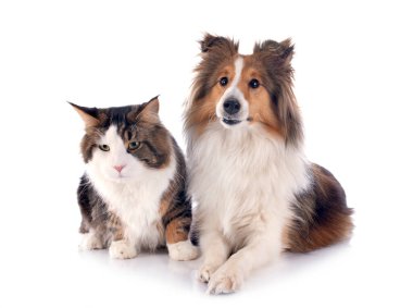 safkan bir shetland portresi beyaz arka plan önünde köpek ve maine coon kedi