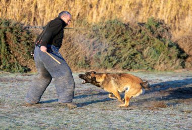 Genç Belçikalı çoban köpeği doğada güvenlik eğitimi alıyor.