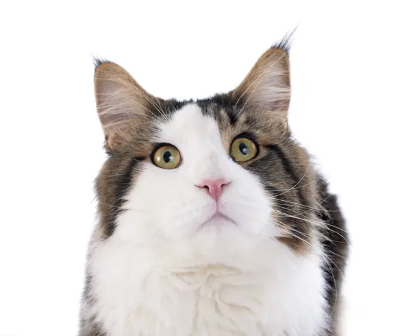 Retrato Gato Maine Coon Pura Raza Sobre Fondo Blanco —  Fotos de Stock