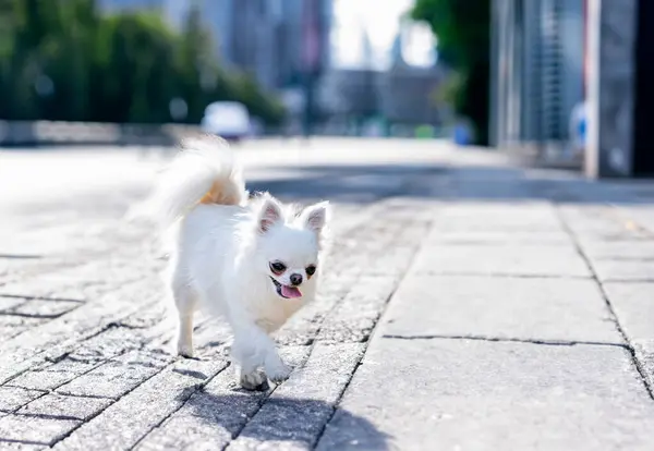 Little Chihuahua Posing Nature Summer — Stock Photo, Image