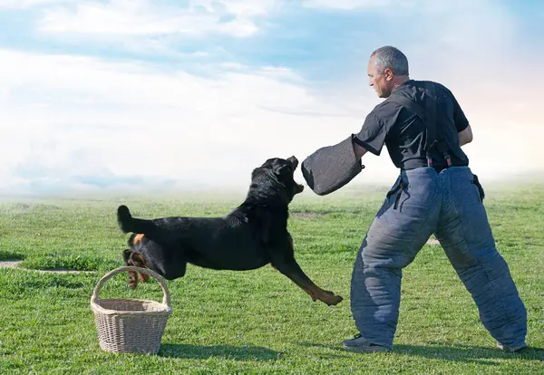 Κατάρτιση Νέων Rottweiler Για Την Προστασία Του Αθλητισμού Και Της Royalty Free Φωτογραφίες Αρχείου