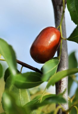 Jubier 'de bir jube resmi.