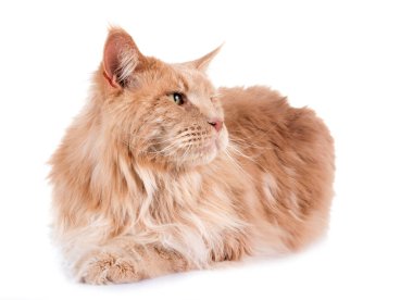 Maine Rakun Kedisi beyaz arkaplanın önünde