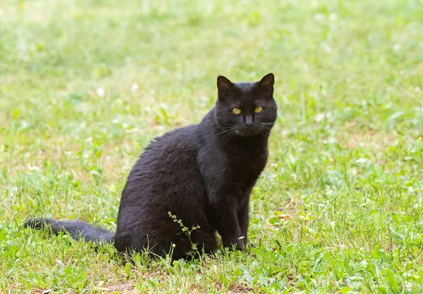 Schwarze Katze Bleibt Garten Sitzen — Stockfoto