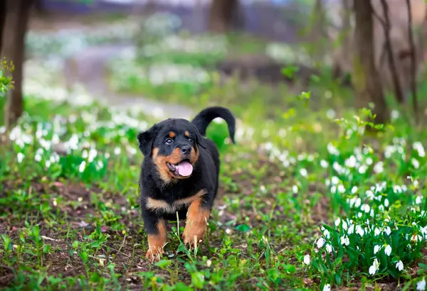 Κουτάβι Rottweiler Τρέχει Στη Φύση Καλοκαίρι Εικόνα Αρχείου