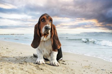 Basset köpeği yazın sahilde kalıyor.