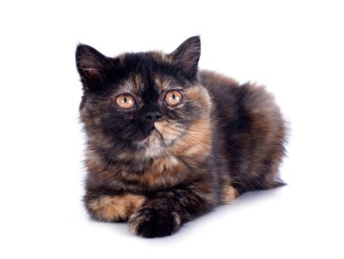 Beyaz arka plan önünde egzotik stenografi kedi