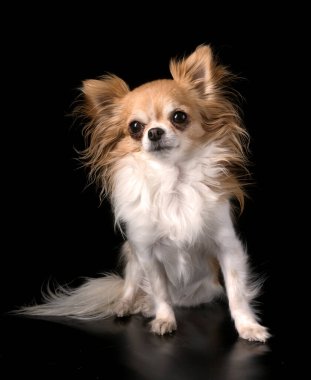 Genç chihuahua siyah arkaplan önünde