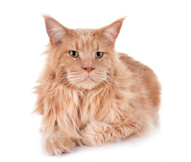 Maine Rakun Kedisi beyaz arkaplanın önünde