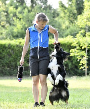 İtaat için köpek eğitimi. Doğada çoban köpeği disiplini var.