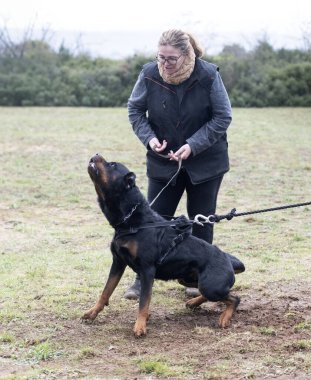 young rottweiler training for protection sport and police clipart