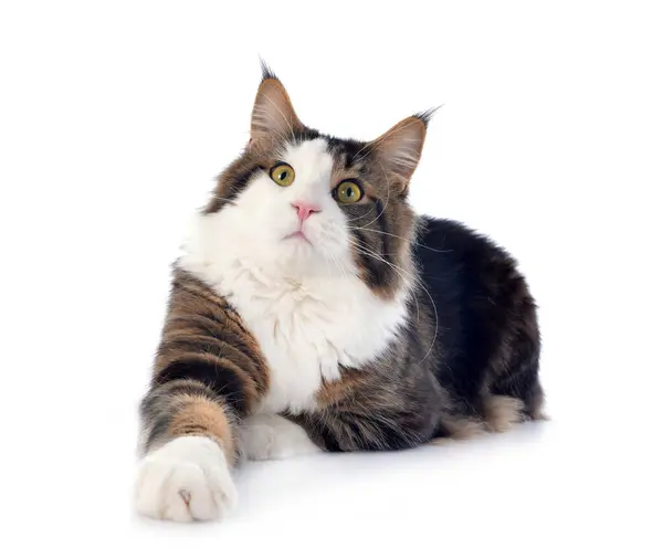 Retrato Gato Maine Coon Pura Raza Sobre Fondo Blanco — Foto de Stock