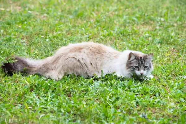 Eine Ragdoll Katze Spielt Garten — Stockfoto