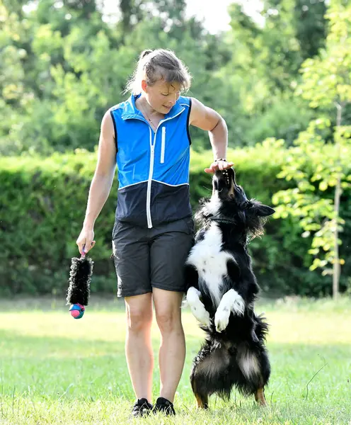 Treinamento Cão Para Obediência Com Uma Disciplina Collie Borda Natureza — Fotografia de Stock