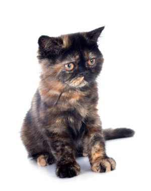 Beyaz arka plan önünde egzotik stenografi kedi