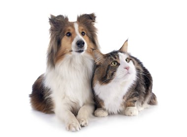 safkan bir shetland portresi beyaz arka plan önünde köpek ve maine coon kedi