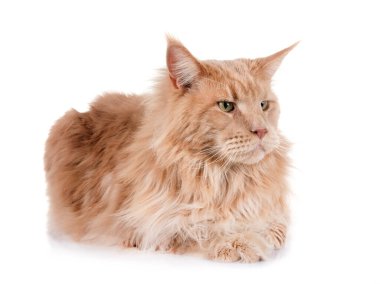 Maine Rakun Kedisi beyaz arkaplanın önünde