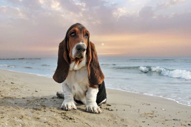 Basset köpeği yazın sahilde kalıyor.