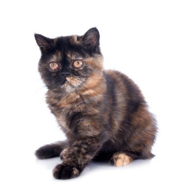 Beyaz arka plan önünde egzotik stenografi kedi