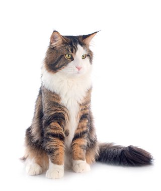 a purebred maine coon kedi beyaz zemin üzerine portresi