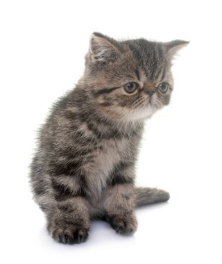 Beyaz arka plan önünde egzotik stenografi kedi