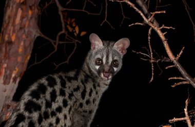 Common genet in front of black background clipart