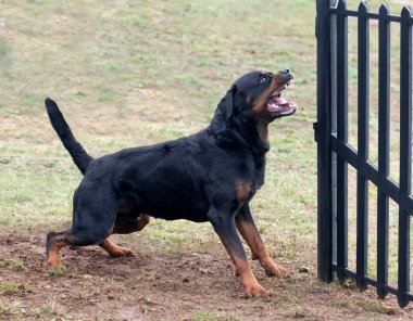 young rottweiler training for protection sport and police clipart
