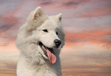 Köpek yavrusu samoted köpek bir bahçede kalıyor