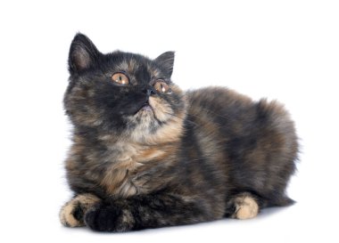 Beyaz arka plan önünde egzotik stenografi kedi