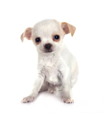 Beyaz arka planda küçük bir chihuahua