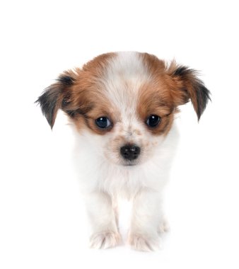 Beyaz arka planda küçük bir chihuahua