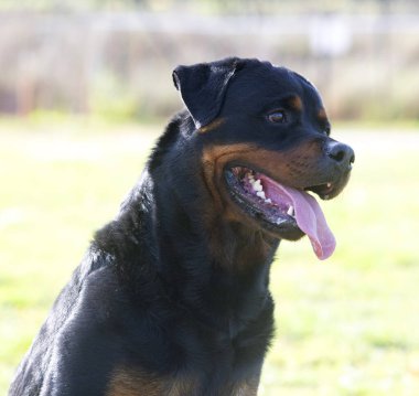 dog training  for obedience discipline with a rottweiler clipart