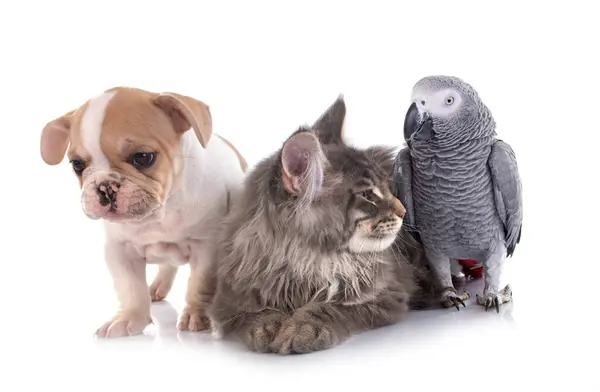 Maine Coon Kittenn Papegoja Och Fransk Bulldogg Framför Vit Bakgrund — Stockfoto